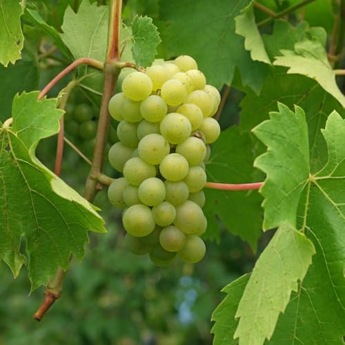 Genérico, Muda de Uva Itália 50 a 80cm AMK - Plantas Online