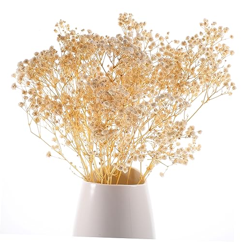 Ramo de flores secas Babysbreath blancas preservadas para decoración miniatura 6