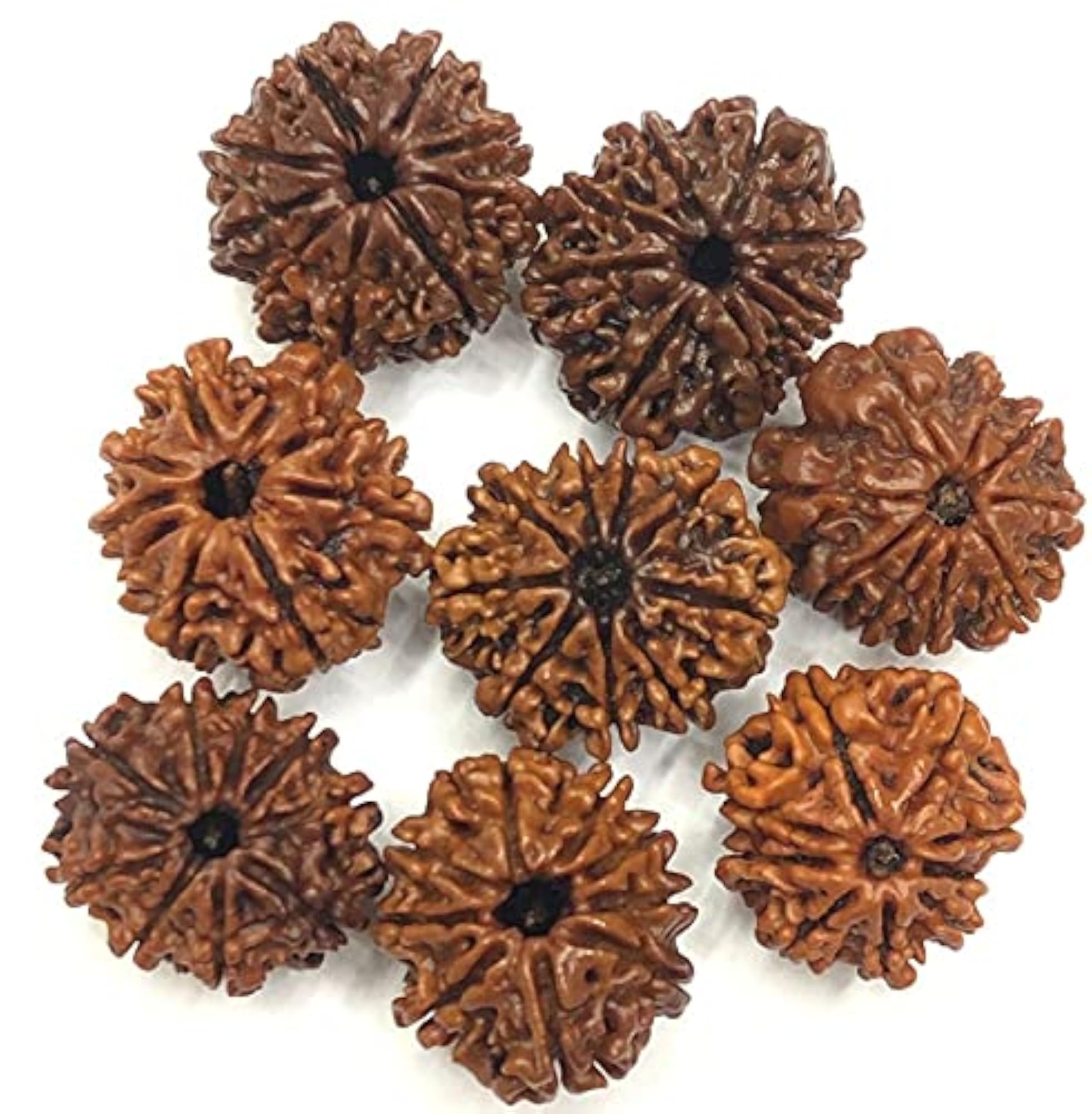 9 Mukhi Nepali Rudraksha Brown Holy Beads Certified
