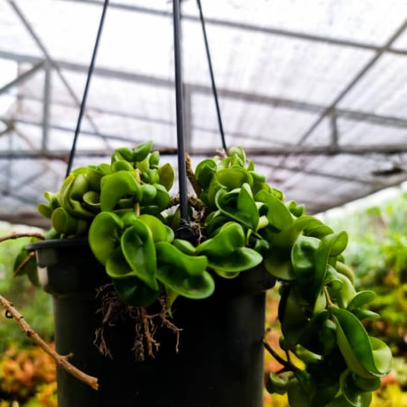 Hoya Hindu Rope Plant Live, 3 Inch Pot, Potted Crinkle Leaf Wax Plant, Unique Curly Indoor Vine for Home and Office Décor