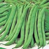 Top Crop Fagiolo 40 semi da giardino
