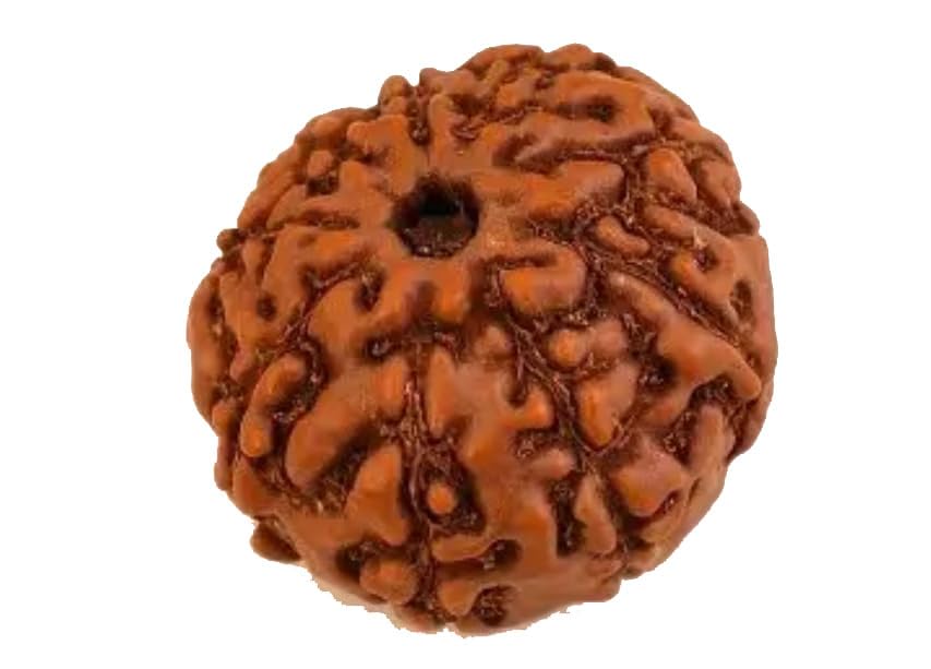 Image of Vado Certified 9 Mukhi Jawa Rudraksha with Authentic Lab Certificate Natural Indonesian Beads (9 Mukhi)