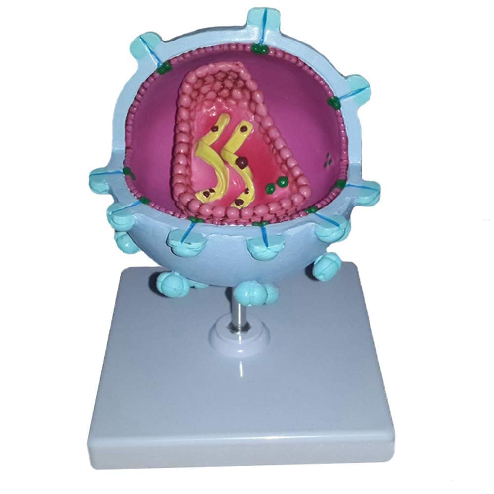 Modelo educativo AIDS-Modelo de virus - Modelo de enseñanza médica anatómica anatómica expandida del virus anatómico - Material de la demostración del modelo del virus humano del material de PVC