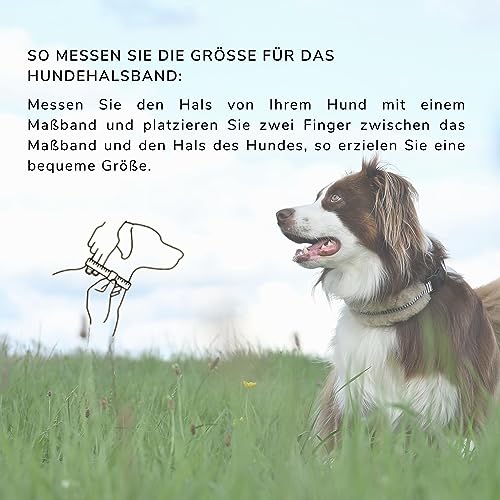 Chris innovatives Hundehalsband aus Lammwolle, Halsband vermindert erheblich Haarbruch, gepolstert, reflektierend, verstellbar, für kleine mittel große Hunde in M (35-45cm)