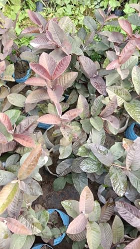 Image of LEAF JIBON, Rare Very Sweet And Orginal Vrerity Black Diamond Guava /Amrud Fruit Live Plant (Pack Of-1) Healthy 1.5 /2 Feet Height Guava Plant inchFruiting 1Year inch