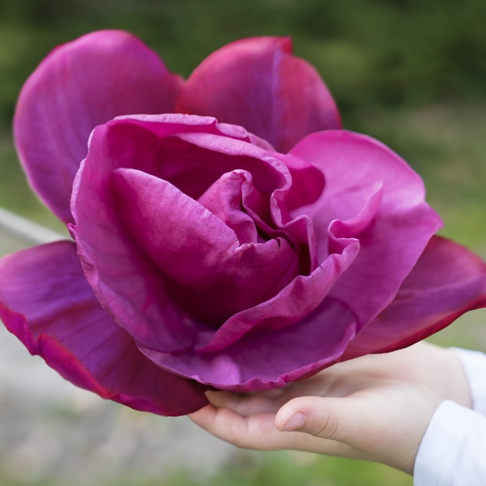 Magnolia ‘Meganolia’ - Hardy Shrub - Dark Pink Double Flowers - Easy to Grow Your Own - Low Maintenance - Ideal Garden Display - Elegant Tree - 1x 3 Litre Potted Plant by Thompson and Morgan