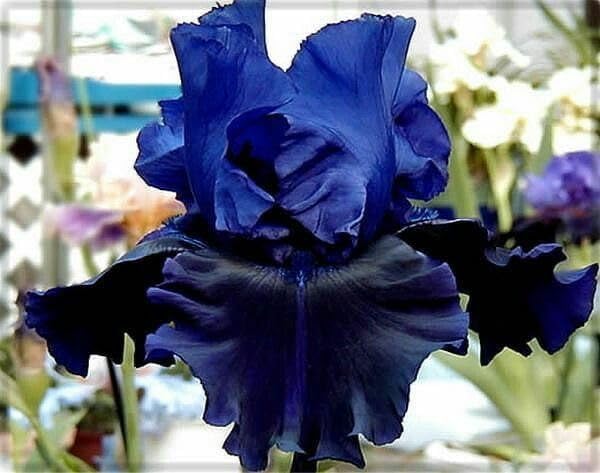 SVG® Dutch Iris Flower Bulbs for Your Home and Gardening Pack of 2 Bulbs (DARK BLUE)