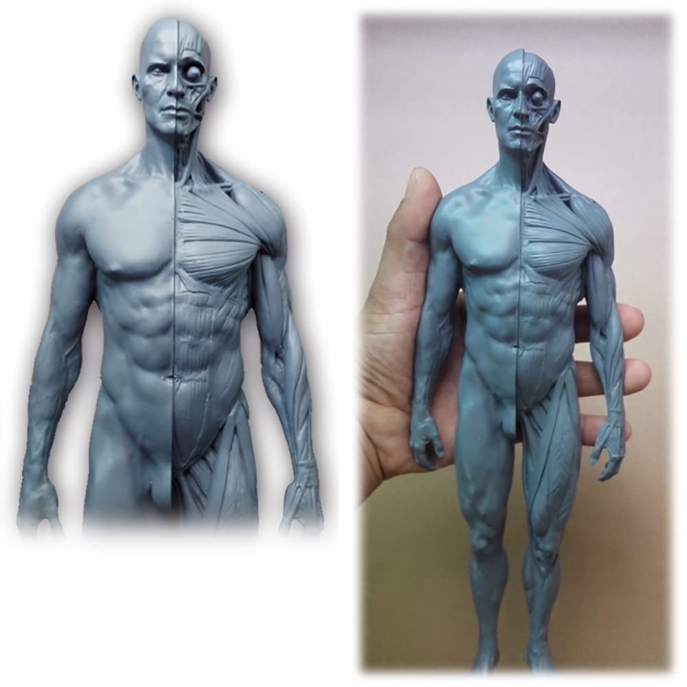 Model ludzkiej budowy, anatomia układu ruchowego, rzeźba z czaszką, model ciała głowy, model układu ruchu 1:6, odpowiedni dla malarzy, rzeźbiarzy (mężczyzn i kobiet)