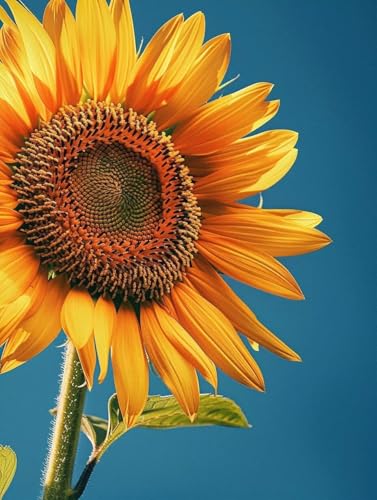 Pintar por números adultos de girasol retro para revivir la calma con pintura acrílica DIY