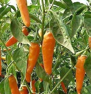 10 Semi di PEP744 Naranja Jalapeño (Pepper Leggermente Caldo)