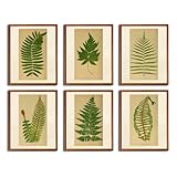 heshengzaixian Vintage Fern Canvas Wall Art Print, Botanical Tropical Plant Pictures,Leaf Decor Painting Poster for Home Decoration, for Plant Lovers,Set of 6-8x10 UNFRAMED