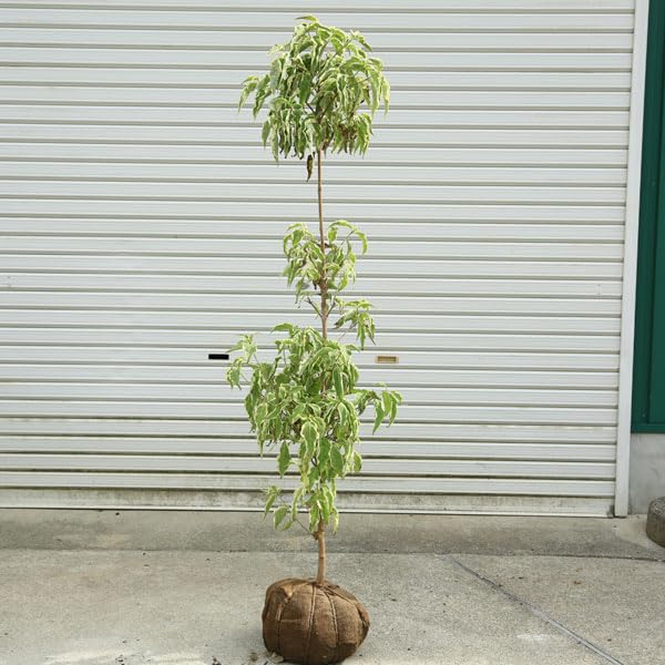 Amazon.co.jp: 庭木：ヤマボウシ（ウルフアイ）*樹高：約130-140cm