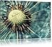 Produktbild Pusteblume Format: 100x70 cm auf Leinwand, XXL riesige Bilder fertig gerahmt mit Keilrahmen, Kunstdruck auf Wandbild mit Rahmen, günstiger als Gemälde oder Ölbild, kein Poster oder Plakat