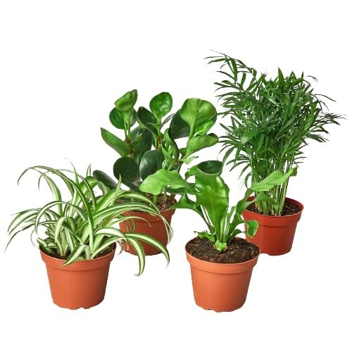 Pet Friendly House Plant Decor 3-Pack, Dog & Cat Safe Plants in 4' Decor Pots for Home & Office, Grower's Choice Live Houseplants, Approx. 9' Tall, Peperomia, Calathea & More by Succulents & Such