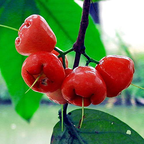 Mphmi Plants Water Apple Hybrid plant Red - Fruit Plants & Tree Outdoor Living Indoor Plants (B091848C69) Amazon Price History, Amazon Price Tracker