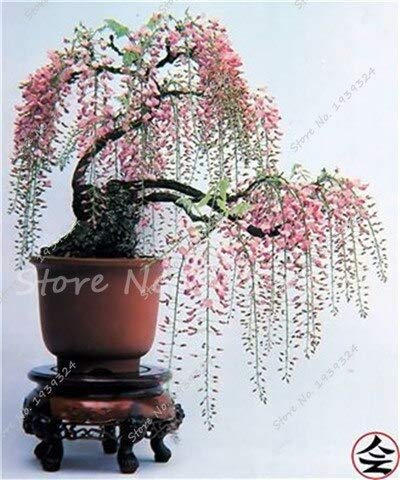 13: 20Pcs Seltene Japanische Wisteria Bonsai-Baum-Samen, Topfblumensamen,  Indoor Perennial Zierpflanzen fr DIY Haus & Amp; Garten : Amazon.de: Garten