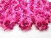 (100) Silk Two Tone Dark Pink Roses Flower Head - 1.75" - Artificial Flowers Heads Fabric Floral Supplies Wholesale Lot for Wedding Flowers Accessories Make Bridal Hair Clips Headbands Dress