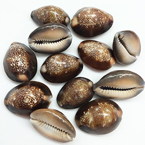PEPPERLONELY 12PC Serpent's Head Cowrie Sea Shells, Cyprae Caputserpentis Shells, 3/4 Inch ~ 1-1/4 Inch Cover