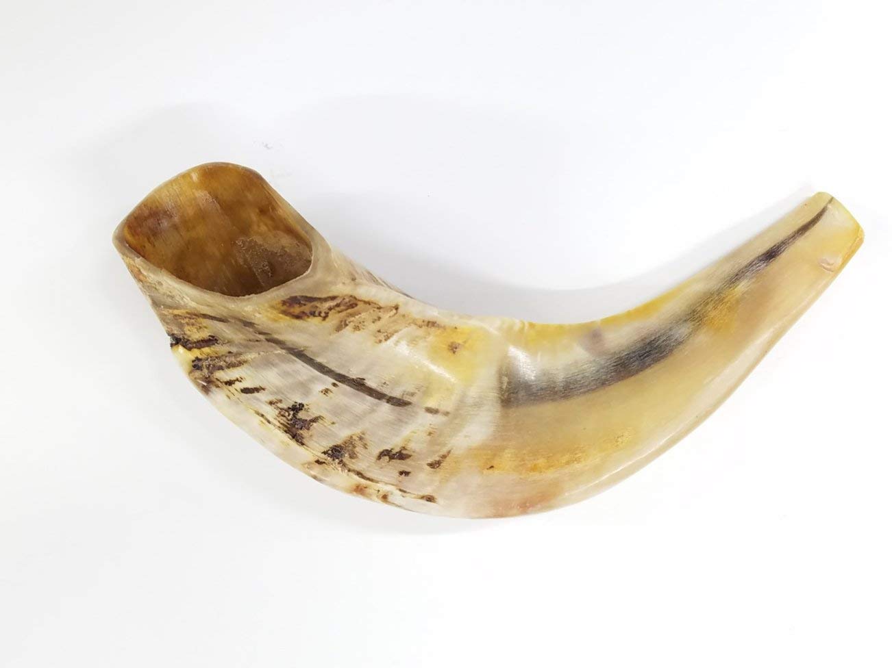 Traditioneller Ramhorn-Schofar aus Israel, 25,4 - 30,5 cm. LION OF JUDAH MARKET