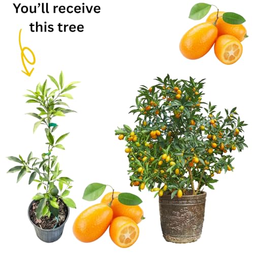 Live Nagami Kumquat Tree, 2 Gallon Pot, 2 Feet Tall, Edible Citrus Tree for Garden or Patio, No Ship to CA, Cold Hardy