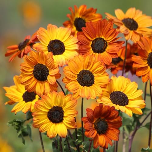 Sunflower 'Soluna Bronze' – Hardy Annual, Multi-Branching, Orange-Bronze Flowers – 1 Packet x 20 Seeds by Thompson & Morgan