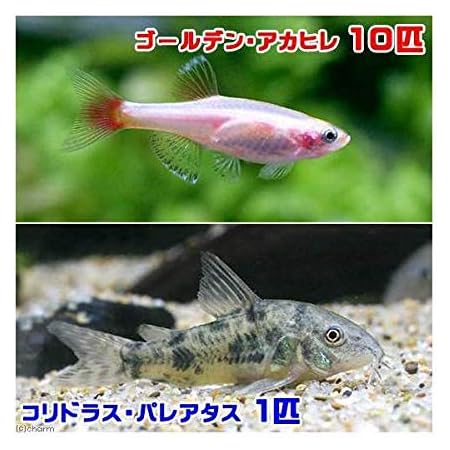 Amazon 熱帯魚 ゴールデンアカヒレ １０匹 コリドラス パレアタス １匹 北海道 九州航空便要保温 Charm チャーム 観賞魚 水中生物 通販