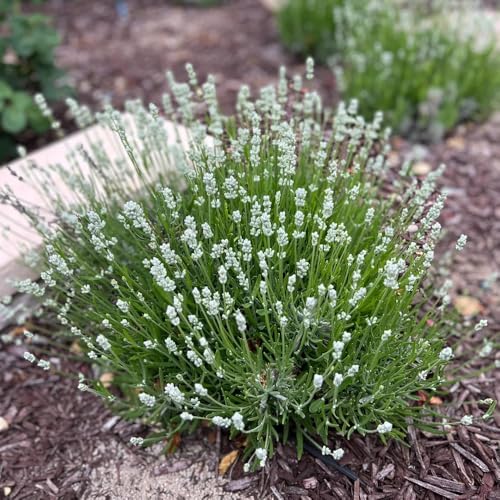 Semillas de lavanda, Lavandula angustifolia - semillas de silvestres organicas 600pcs