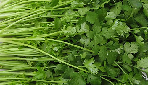 Gaea's Blessing Seeds - Celery Seeds - Chinese Celery Seeds - Light Green Heirloom Seeds With Easy To Follow Instructions - Non-Gmo - 92% Germination Rate #TOP5