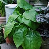 450 Piezas Comprar Semillas De Hosta, Planta De Hosta, Decoración De Otoño, Flores Para Balcón, Hosta Plantaginea, Flores Decorativas, Semillas De Flores De Pradera Regalo De Invitados