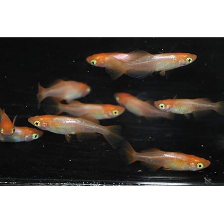 Amazon メダカ永遠 トワ 東天紅めだかの稚魚10匹セット ノーブランド品 観賞魚 水中生物 通販 Amazon メダカ永遠 トワ 東天紅めだかの稚魚10匹セット ノーブランド品 観賞魚 水中生物 通販