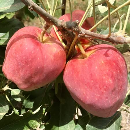 Apple Plant (Anna) Grafted Live Plant Original Variety Especially Hot/Warm Climate (Pack Of 1) (B0CRZ7F1QC) Amazon Price History, Amazon Price Tracker