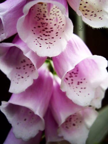 Miniatura 2 de 1000 COLORES MIXTOS FOXGLOVE Digiitalis Purpurea Semillas de flores