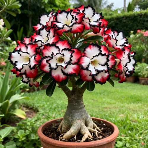 Wüstenrose Rhizome/Winterhart MehrjäHrige/(WüStenrosenZwiebeln)&Mysteriöse magische Glühbirne,Schnell-Wachsend,Seltene Pflanze,gedeiht in Töpfen-1Rhizome-J