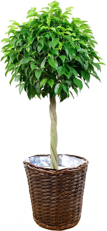 Amazon｜観葉植物 ベンジャミン・スタンダード 8号 【鉢カバー付