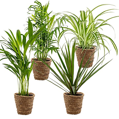 Bloomique - 4er-Mix - Luftreinigende Pflanzen - Dracaena - Dypsis - Chamaedorea - Chlorophytum - Zimmerpflanzen - Höhe 20-40 cm - Rattankorb 12 cm