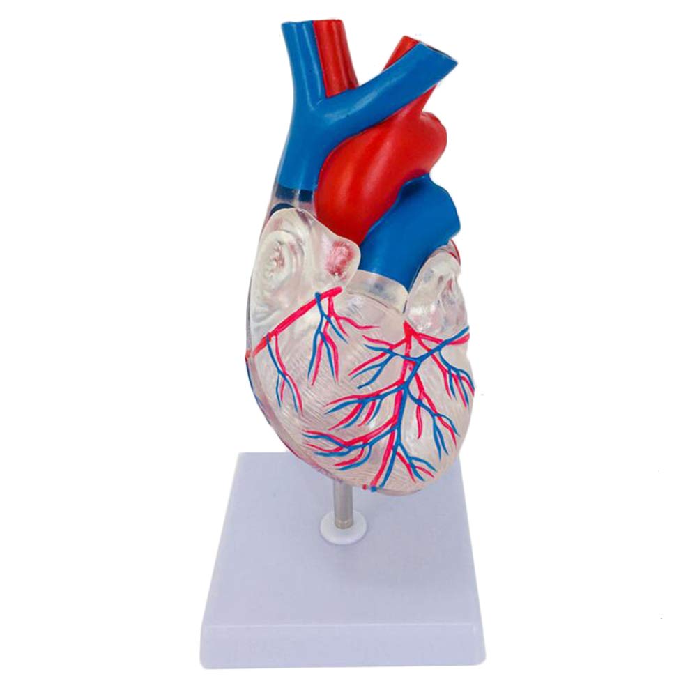 GTHTUHFD Human Heart Model Ly Accurate Heart Model Human Skeleton Anatomy For Science Classroom Study Display Teaching Medical Model,Medical Models & Educational Materials