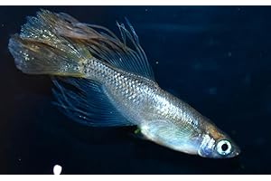 Killifish Eggs Japanese Rice Fish Eggs Breed Name Is 【琥珀バタフライ】kohakubatahurai Eggs 20＋α...