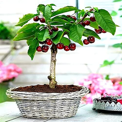 50Pcs Cherry Tree Seeds Sweet Mix Fruits Seeds For Planting Outdoors Garden Bonsai #TOP7