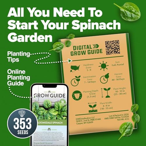 Image of HOME GROWN Bloomsdale Spinach Seeds 353+ Non GMO Heirloom Seeds for Planting, High Germination, Cold Tolerant, Dark Green Crinkled Leaves, Fast Growing, Hydroponic & Garden (Spinacia oleracea)