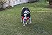 Chuckit! Amphibious Tri-Bumper Fetch Dog Toy, Medium (8.2 Inch),Black