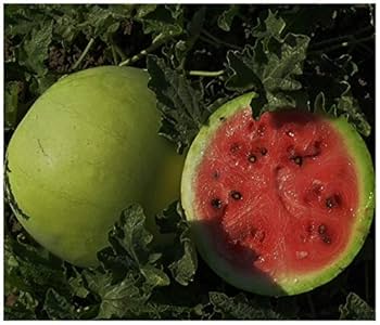 Amazon.com : NIKA SEEDS - Seeds Fruit Watermelon Snow White