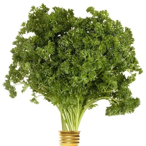 semi di peregello perenne resistente - da balcone resistenti in semi resistenti giardino interni letti elevati per giardino, 100pcs