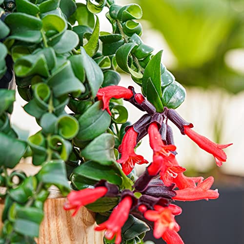 1 Twister Lipstick Plant Live Plug - Starter Plant for Growing Houseplant 1 Twister Lipstick Plant Live Plug - Starter Plant for Growing Houseplant