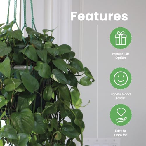Image of American Plant Exchange Golden Pothos - Live 8-Inch Hanging Basket, Devil's Ivy, Easy-Care Air Purifying Houseplant, Fast-Growing Trailing Vine for Hanging Planters, Indoor Home or Office Decor