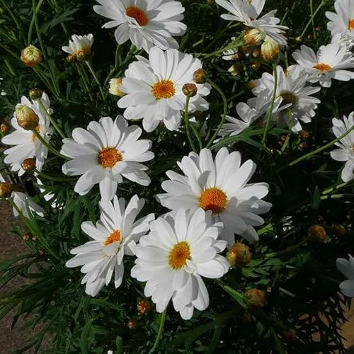 マーガレット 秋咲き鉢（5.5号）