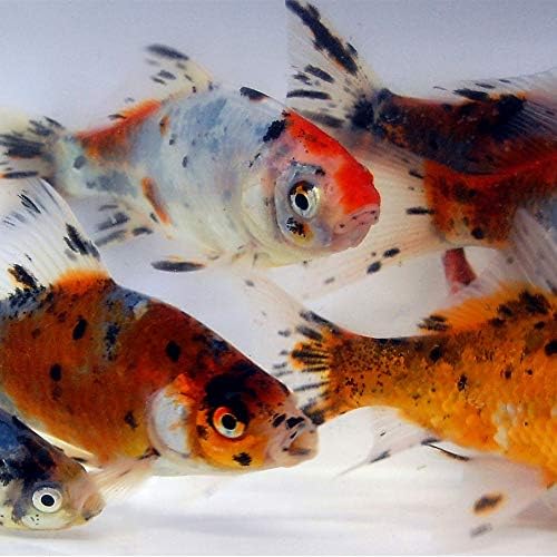 Shubunkin Goldfish from Toledo Goldfish, Blue Calico Color, Variety of Patterns - Perfect for Ponds or Aquariums - 3-4 Inches, 50 Count
