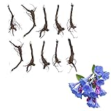 10 Virginia Bluebells Plants Roots, Easy to Grow Mertensia Virginica, Low Maintenance Bell-Shaped Blue Flowers for Shaded Landscaping