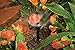 Orbit 69525 Micro Bubbler Complete Drip Irrigation Watering Kit