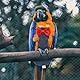 VANZACK 3 Stücke Papagei Windel Flug Anzug Vogel Windeln Für Papageien Vogel Kleidung Für Outdoor Aktivität Baumwolle Material