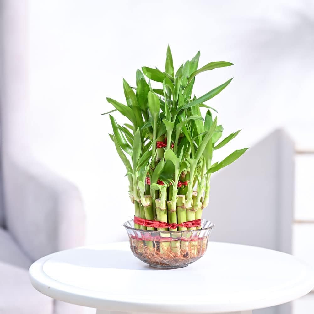 Live Lucky Bamboo Plant, 3-Layer Tower Arrangement in Home, Indoor Feng Shui Decor, Green, Approx.18 to 20 Stick. NLH_10-image-24